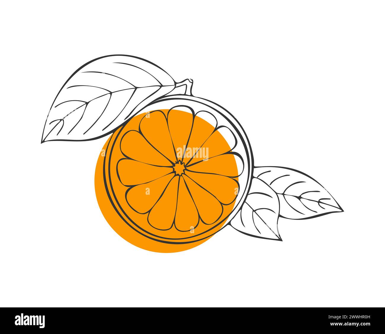 Citrus Orange fruit, hand drawn doodle, orange fruit with leaf, contour sketch with orange spot, isolated. Vector illustration Stock Vector