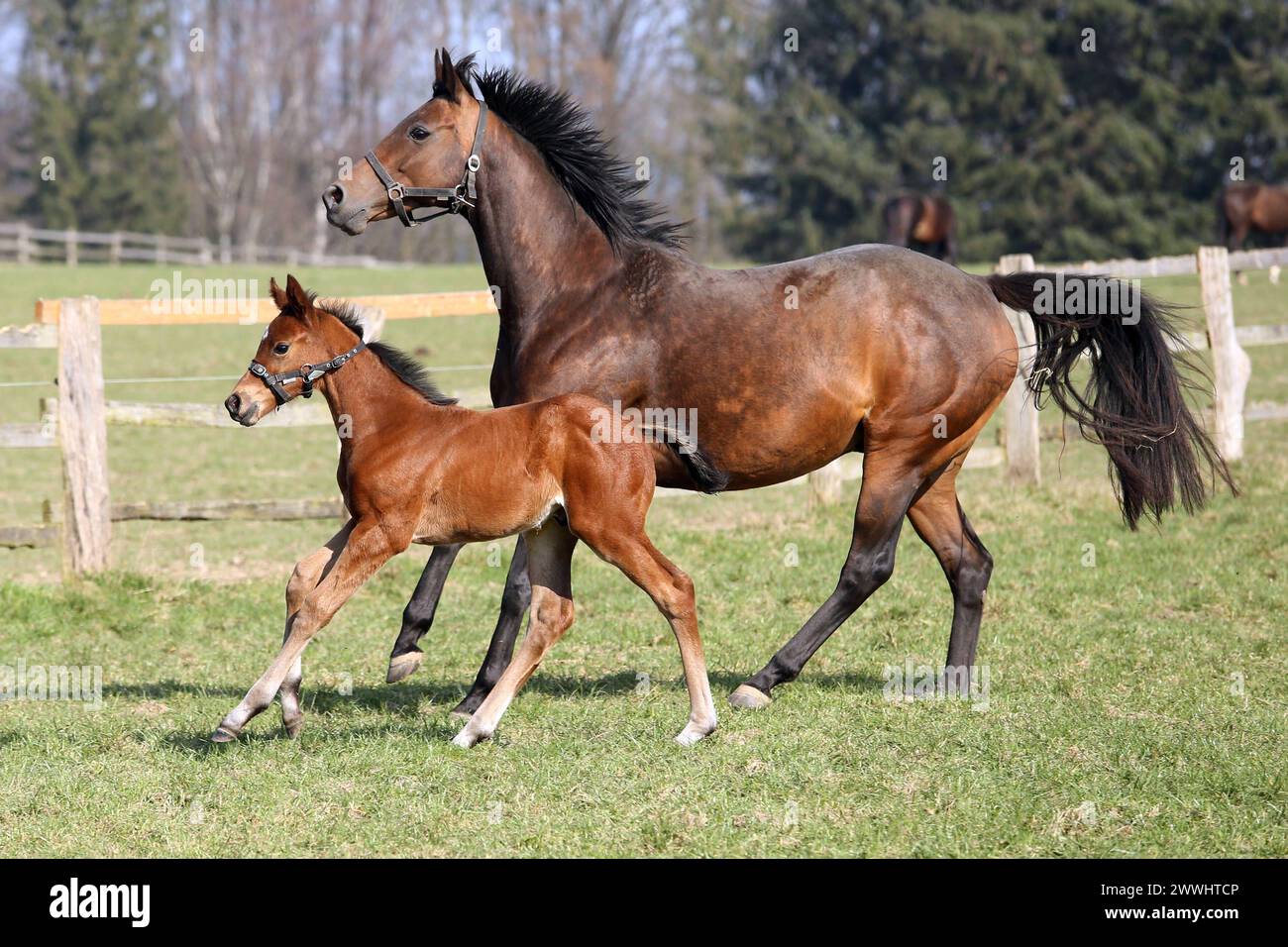 08.03.2024, Roedinghausen, Nordrhein-Westfalen, GER - Stute mit Fohlen im Galopp auf der Weide. Gestuet Auenquelle. Pferde, Stute, Fohlen, Linaria, noname, Torquator Tasso, Weide, Koppel, Jahreszeit, Fruehjahr, Fruehliing, Zucht, Pferdezucht, Vollblutzucht, Gangart, Galopp, galoppieren 240308D132AUENQUELLE.JPG *** 08 03 2024, Roedinghausen, Nordrhein Westfalen, GER mare with foal galloping on the pasture Gestuet Auenquelle Pferde, mare, foal, Linaria, noname, Torquator Tasso, pasture, paddock, season, spring, springing, breeding, horse breeding, thoroughbred breeding, gait, gallop, galloping 2 Stock Photo