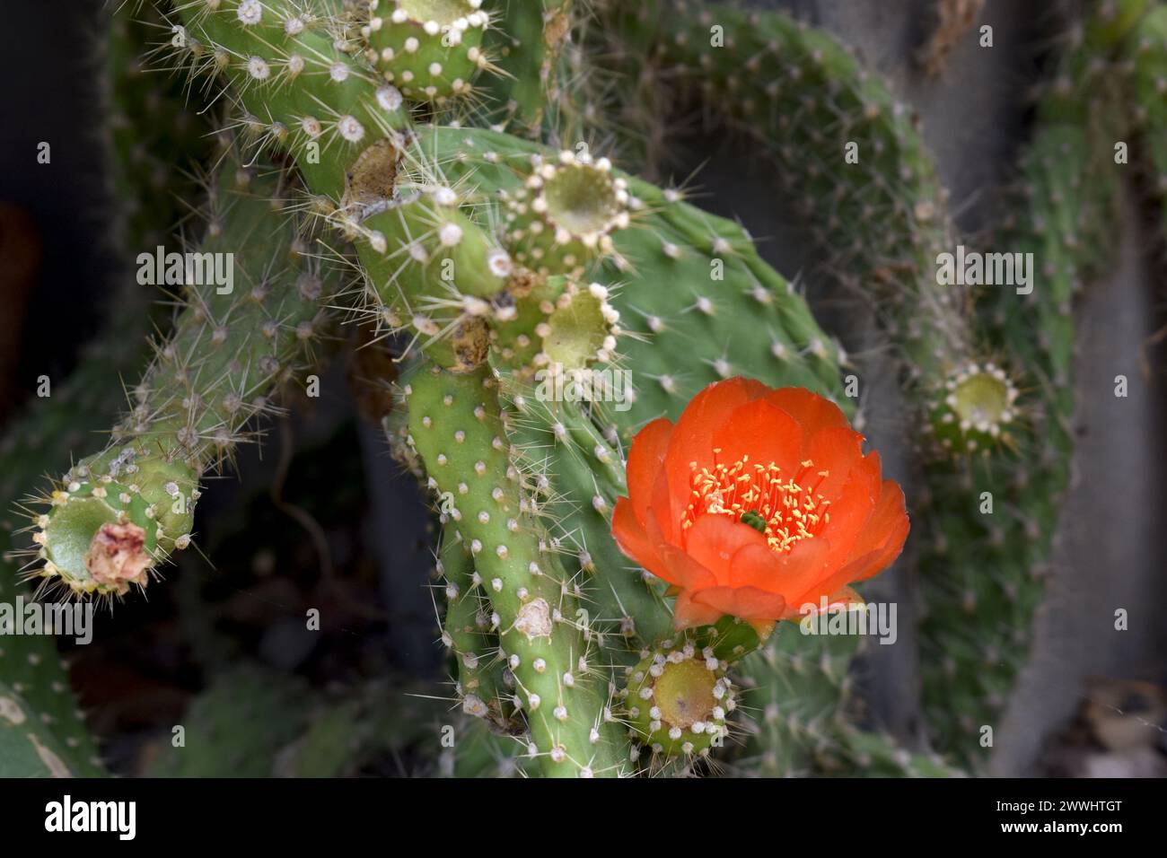Cactus natural, verde con flor. Stock Photo