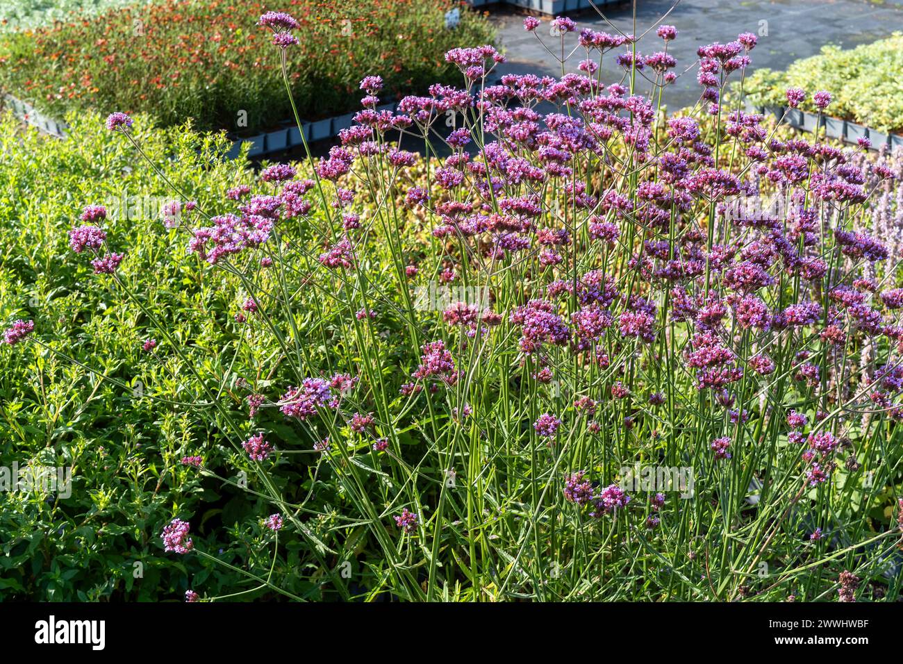 large quantities of plants from one nursery Stock Photo - Alamy