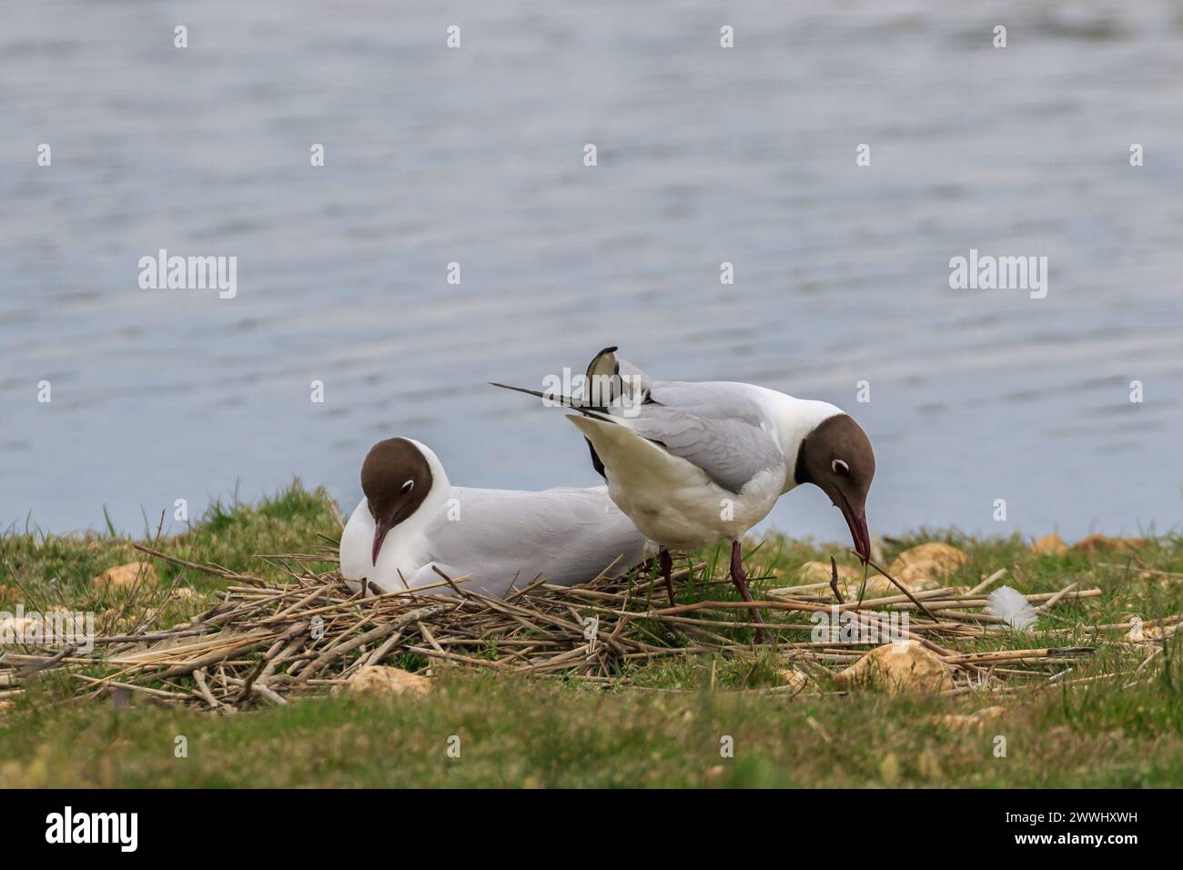 Couple of black-headed gulls (Chroicocephalus ridibundus) in the nest on the edge of a pond. One lays eggs, the other enlarges the nest. Stock Photo