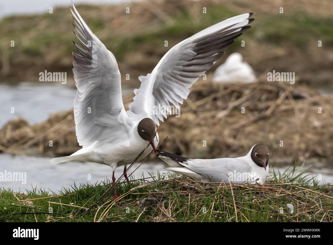 Black-headed gulls (Chroicocephalus ridibundus) bringing nesting material to the nest on the pond shore. Its partner is laying eggs. Stock Photo