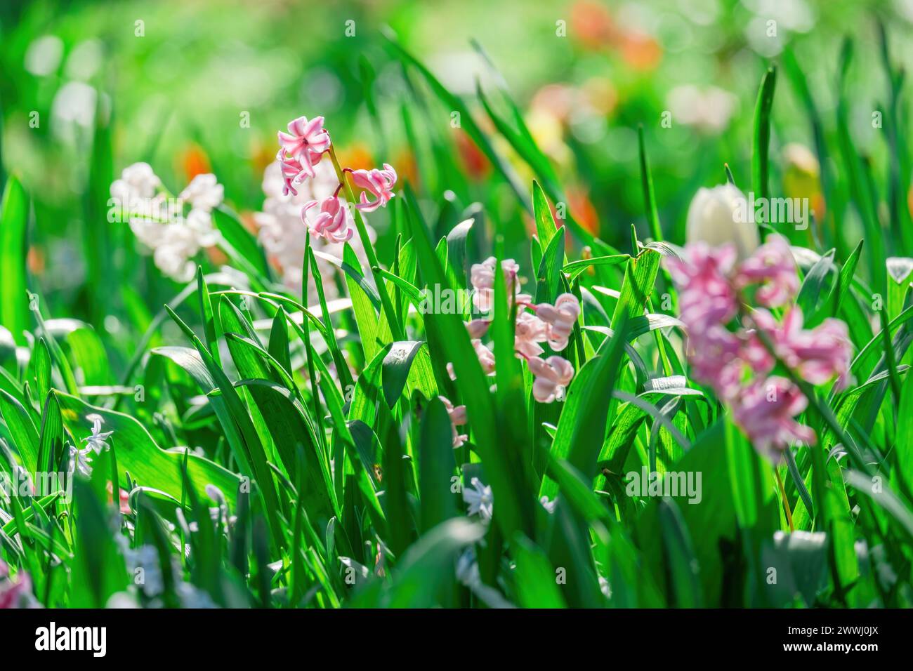 beautiful blossom flowers in the garden, bouquet, botanical Stock Photo