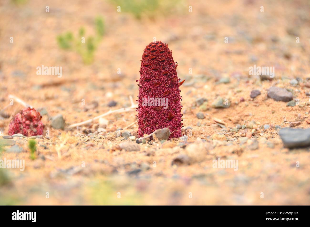 Goyo flower on Gobi desert, Mongolia Stock Photo