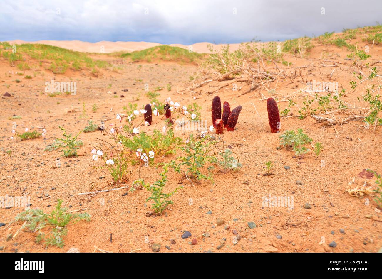 Goyo flower on Gobi desert, Mongolia Stock Photo