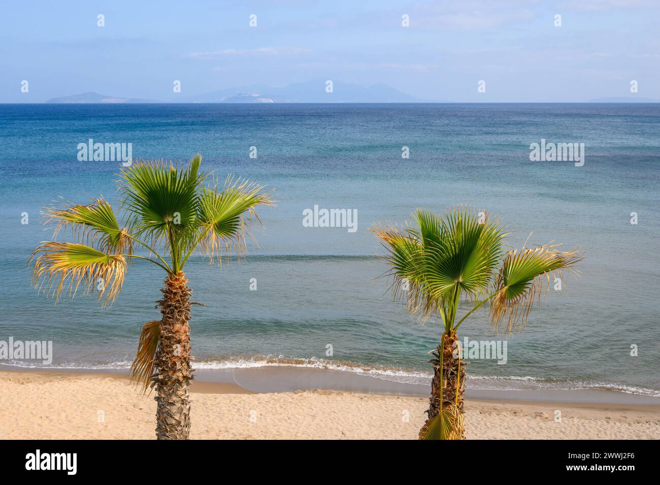 Palm trees growing on the Paradise Beach, the most famous beach on the island of Kos. Greece Stock Photo