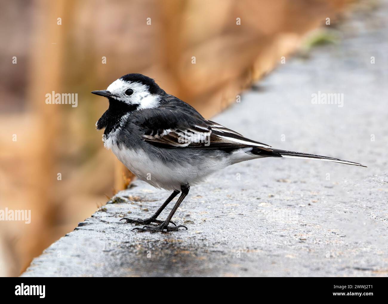 Black & white wagtail with a constantly flicking tail forages along the waterfront in Clontarf, Dublin. Stock Photo
