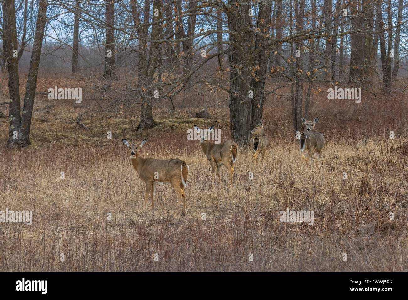 Whitetails on a March afternoon in northern Wisconsin Stock Photo - Alamy