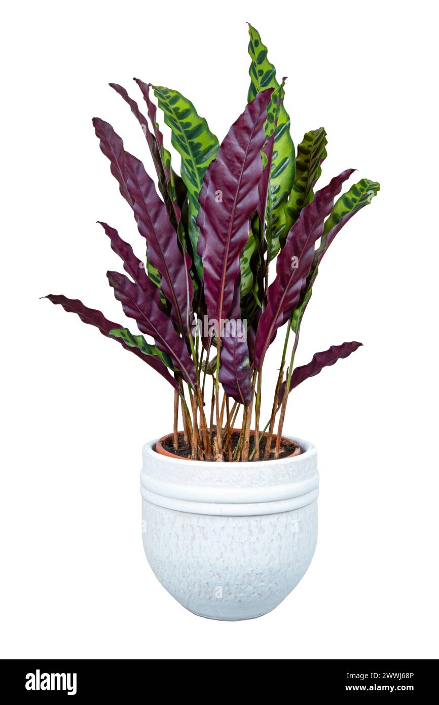calathea crocata kaufen Calathea Crocata ca. 40 cm – Korbmarante Zimmerpflanze Grünpflanze hau –  Blumen-Senf® main image 0
