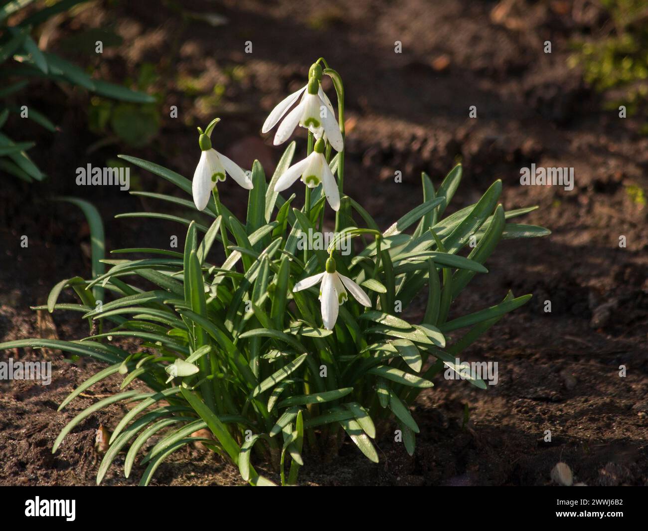 Spring flowers on a flower bed closeup Stock Photo