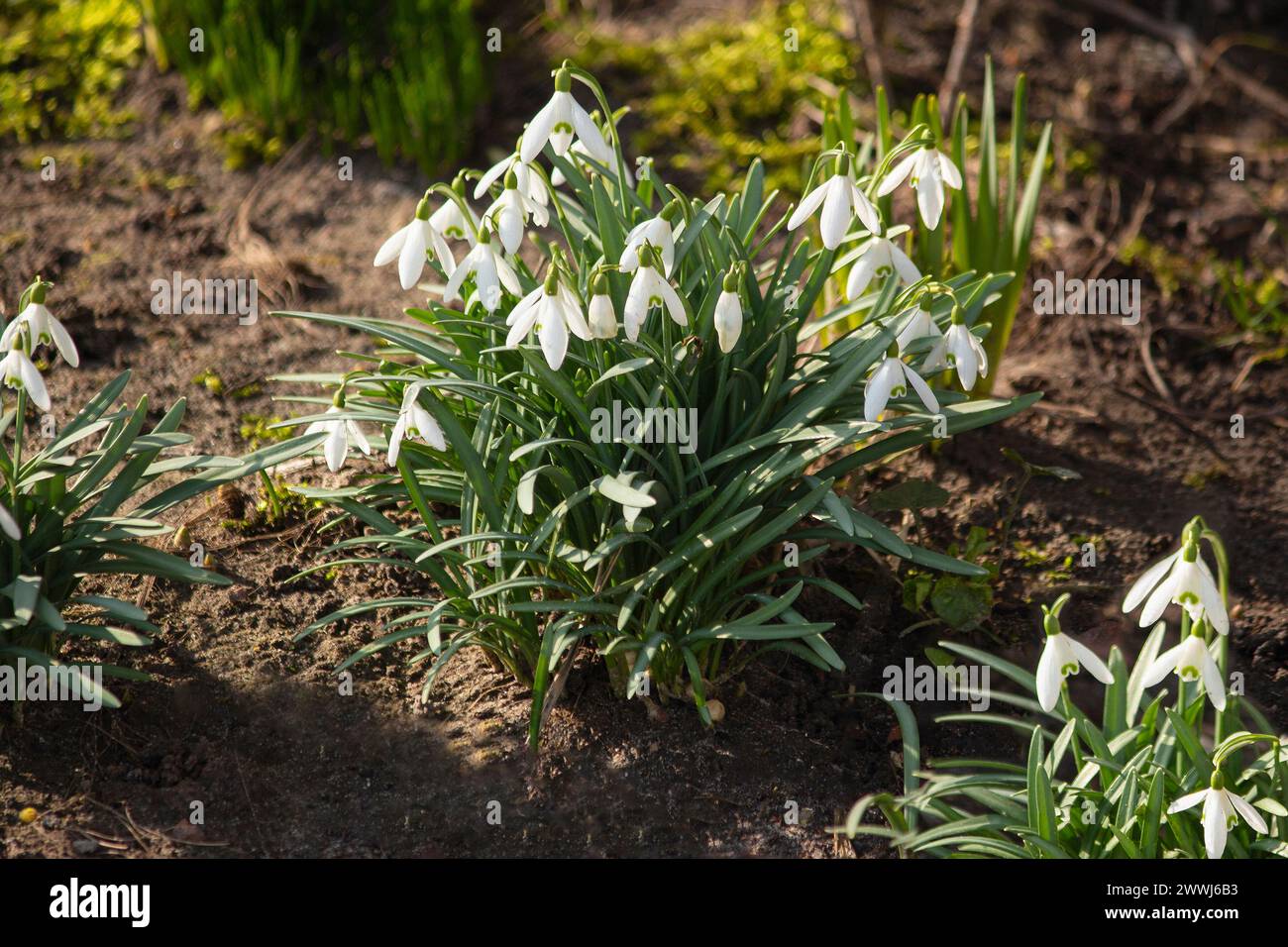 Spring flowers on a flower bed closeup Stock Photo