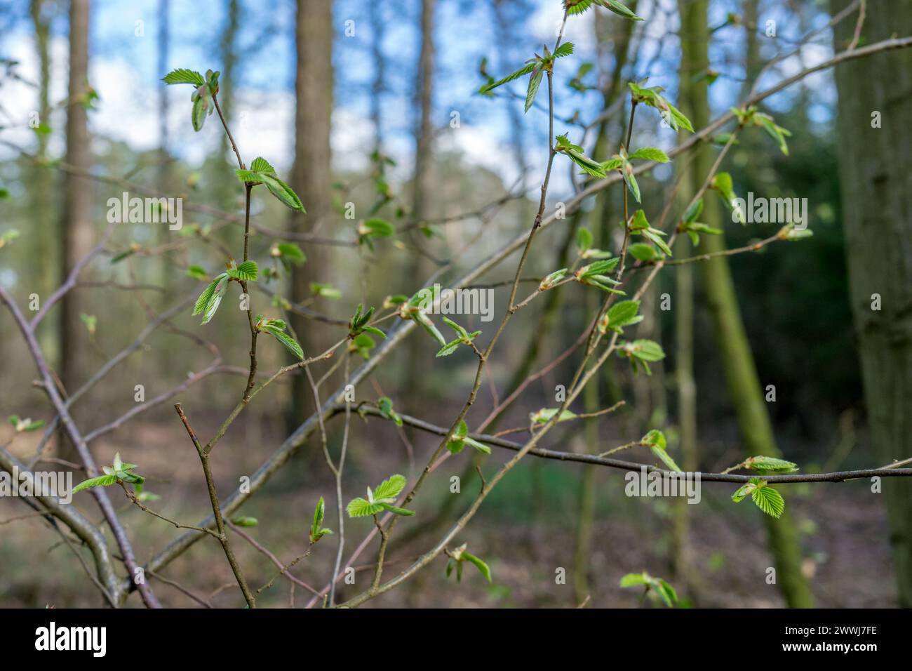 Beech buds hi-res stock photography and images - Alamy