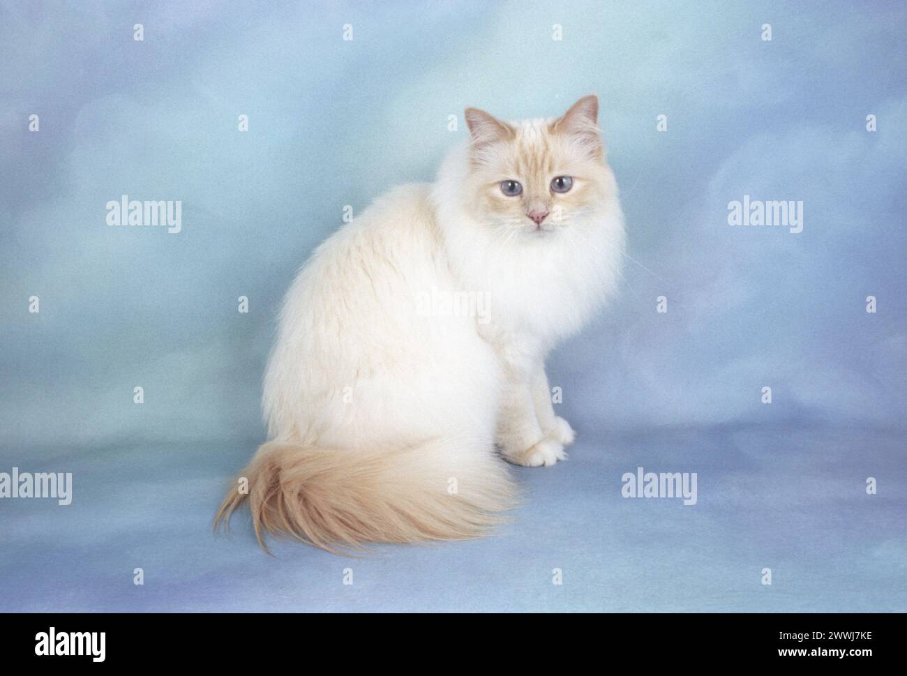 Adult Birman Cream Point Cat Sitting on a Cloudy Blue Background Stock Photo