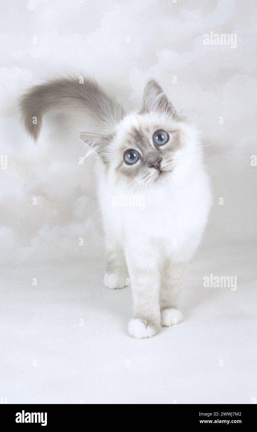 Cute Little Birman Blue Tabby Kitten Facing the Camera on a Pastel Background Stock Photo