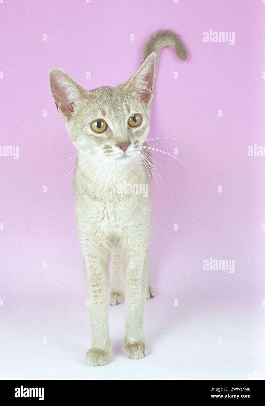 Abyssinian Lilac Kitten Stood Looking Stock Photo