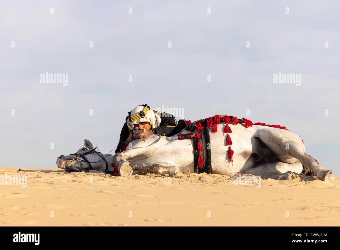 Saudi man in traditional clothing with his white stallion, aiming a hunting rifle from behind his horse Stock Photo