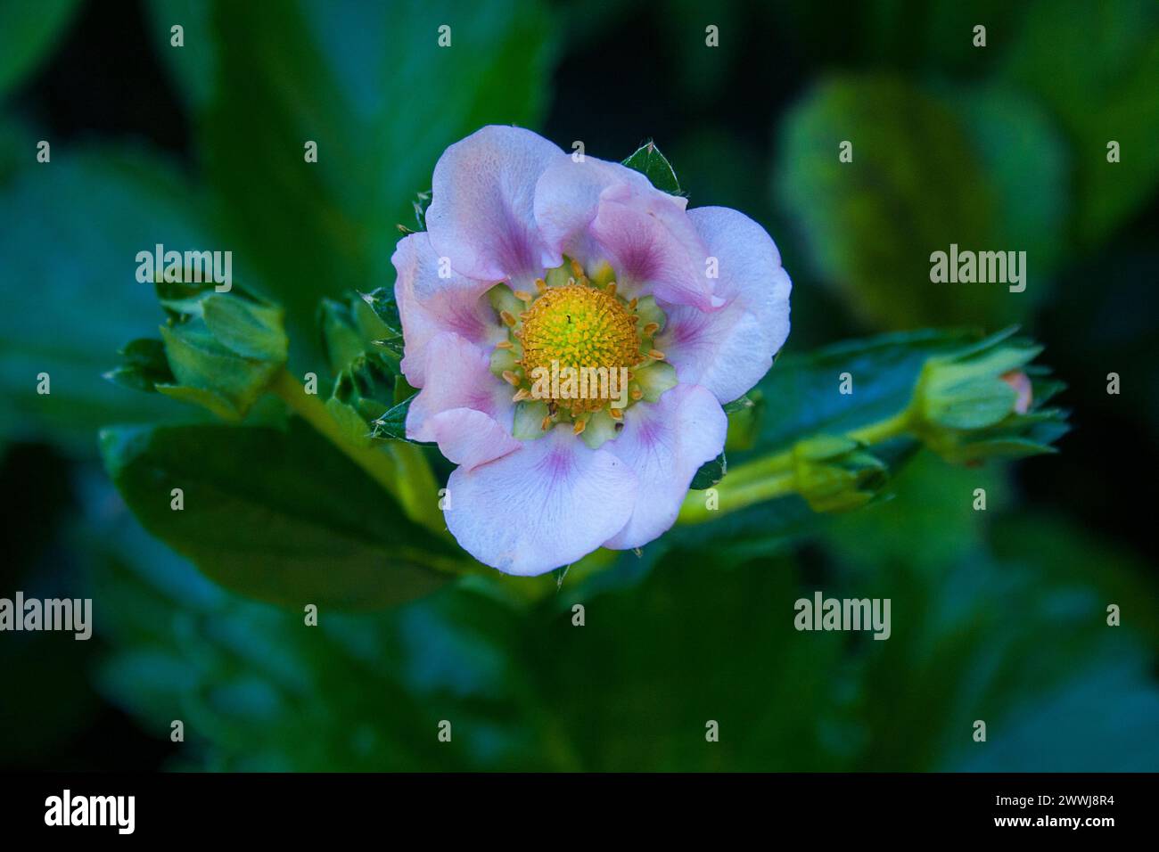 strawberry plant in bloom Stock Photo - Alamy