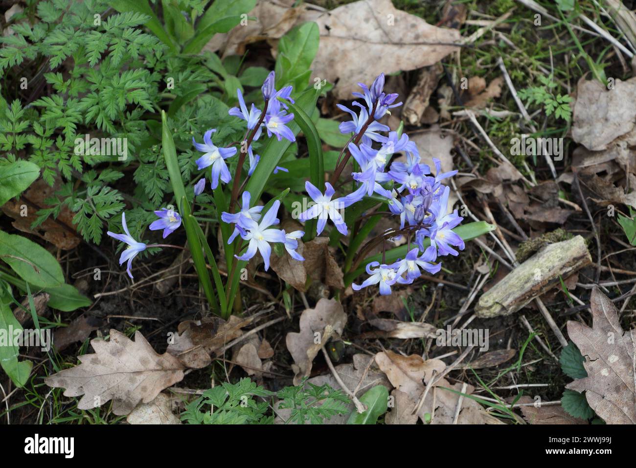 Siberian Squill woodland flowers, Scilla siberica, blue flowers in spring fragile plants Stock Photo