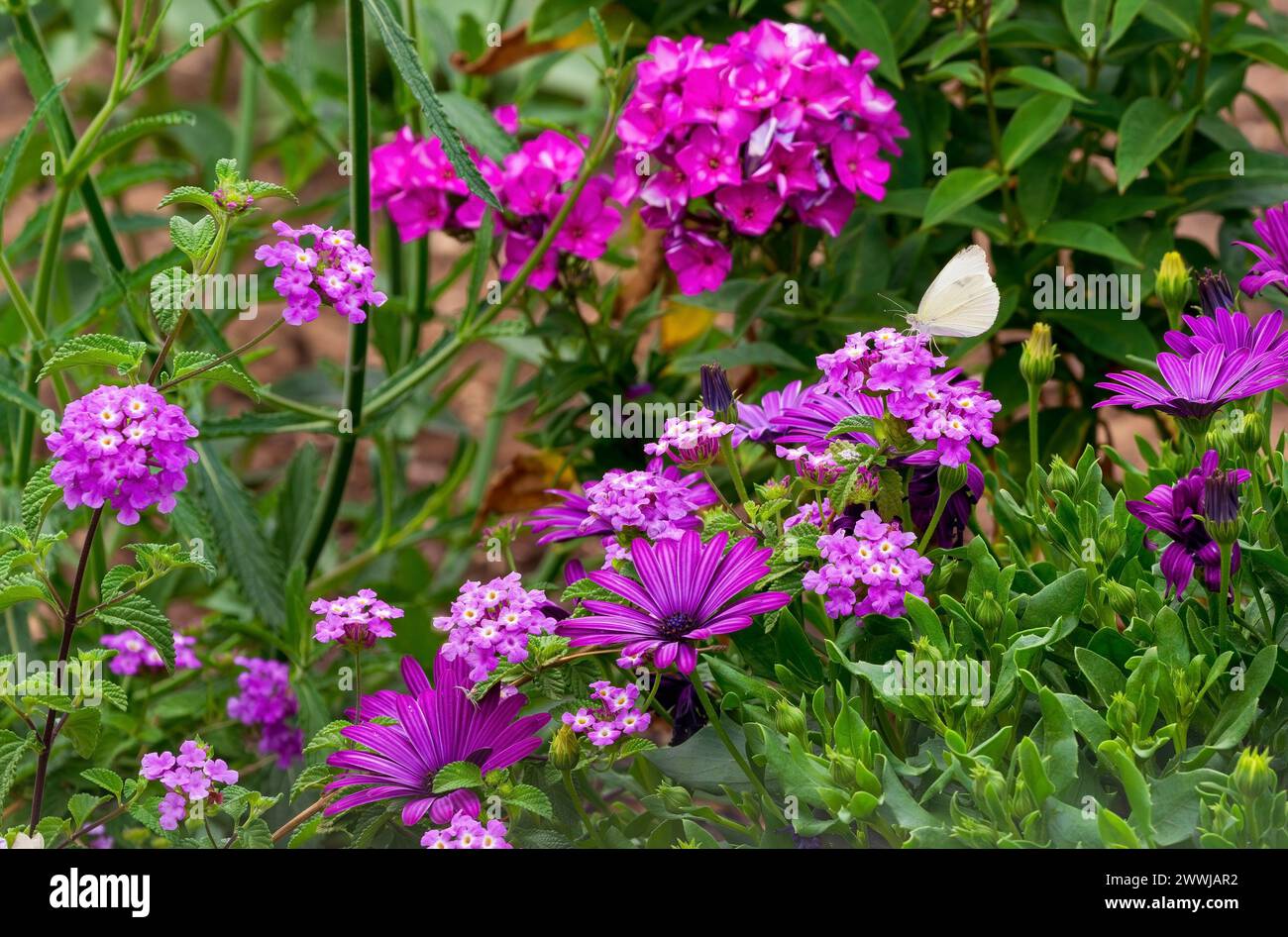 A Cabbage White butterfly sits atop a blooming pink flower garden planted with African Daisies, Lantana and Phlox flowers. Stock Photo
