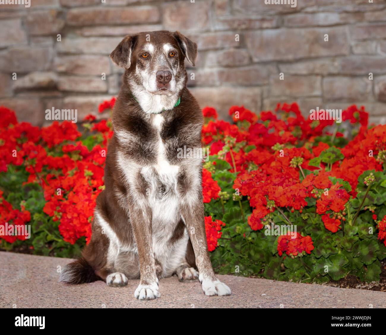 Chocolate Labrador Retriever posing for an outdoor portrait in front of flowers Stock Photo