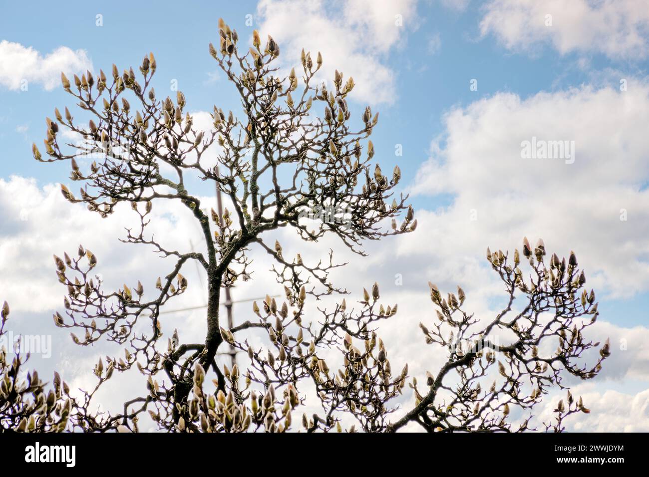 magnolia soulangeana buds on the branch. beautiful nature background with flowering tree against blue sky in spring on a sunny day Stock Photo