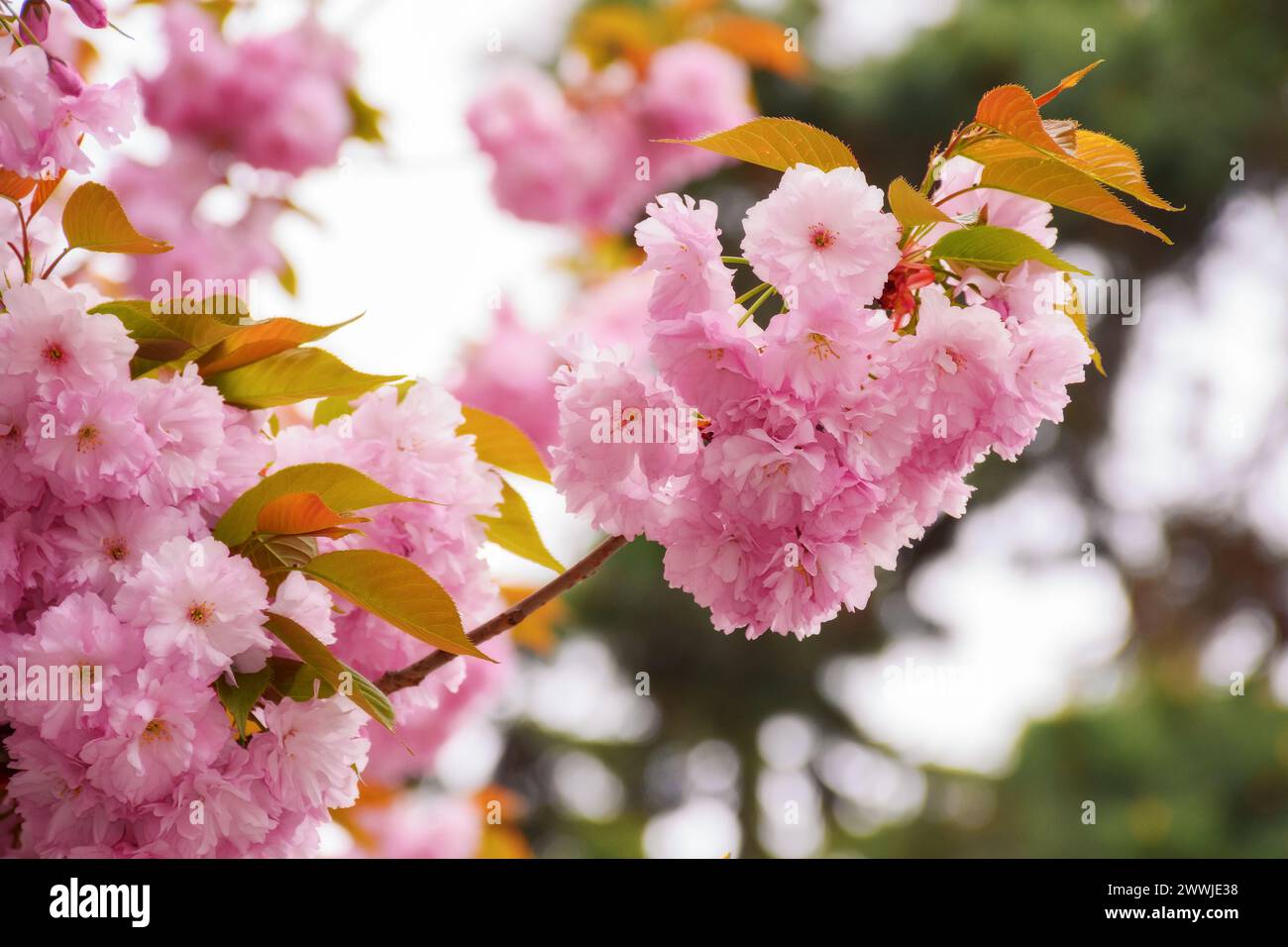 lush pink sakura blossom background. sunny weather in spring Stock Photo