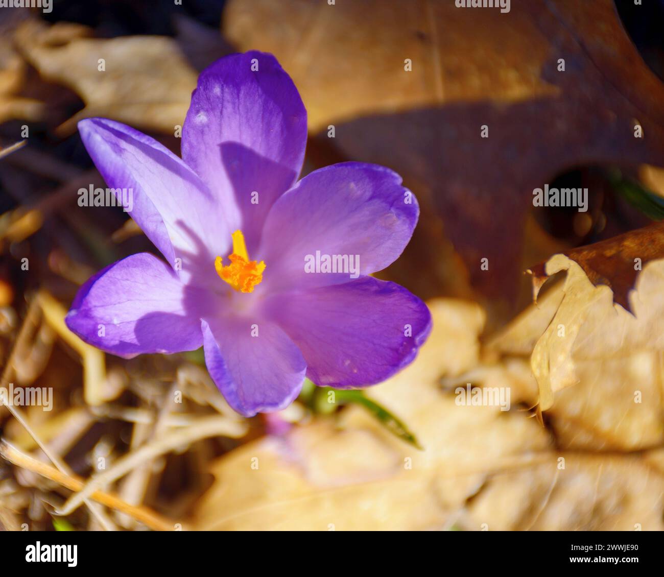 wild purple flowers blooming among fallen leaves. spring season holiday background. view from above Stock Photo