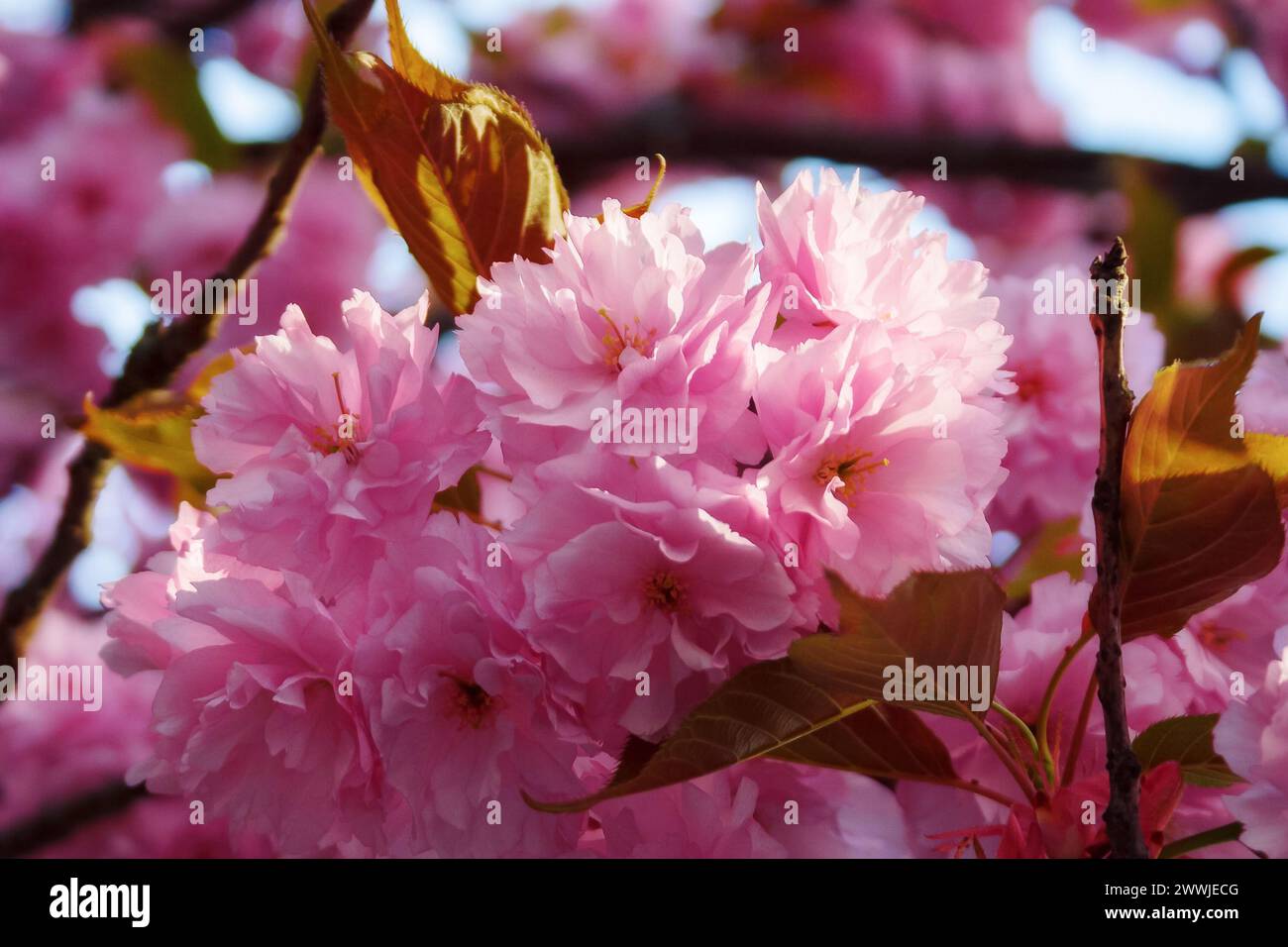closeup of cherry blossom. branch of sakura tree in full bloom. spring garden background Stock Photo