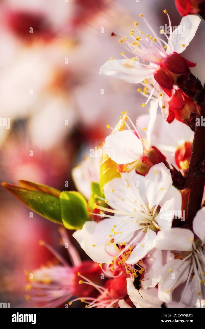 branch of a plum tree in full blossom. twig closeup on blurred floral background in spring Stock Photo
