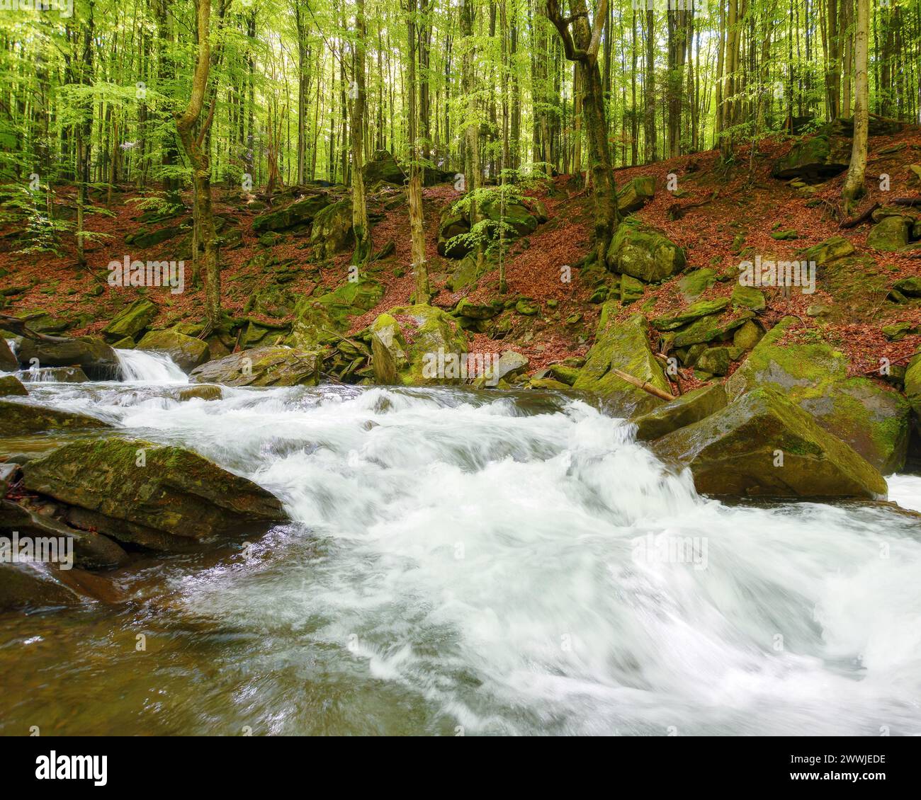 water stream in the carpathian woods among stones. outdoor nature scenery of a creek in beech forest in spring. ecology and fresh water concept Stock Photo