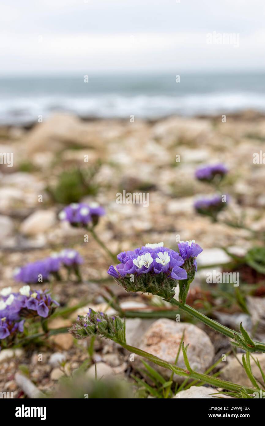 Mediterranean. Shore overgrown with Limonium sinuatum Stock Photo