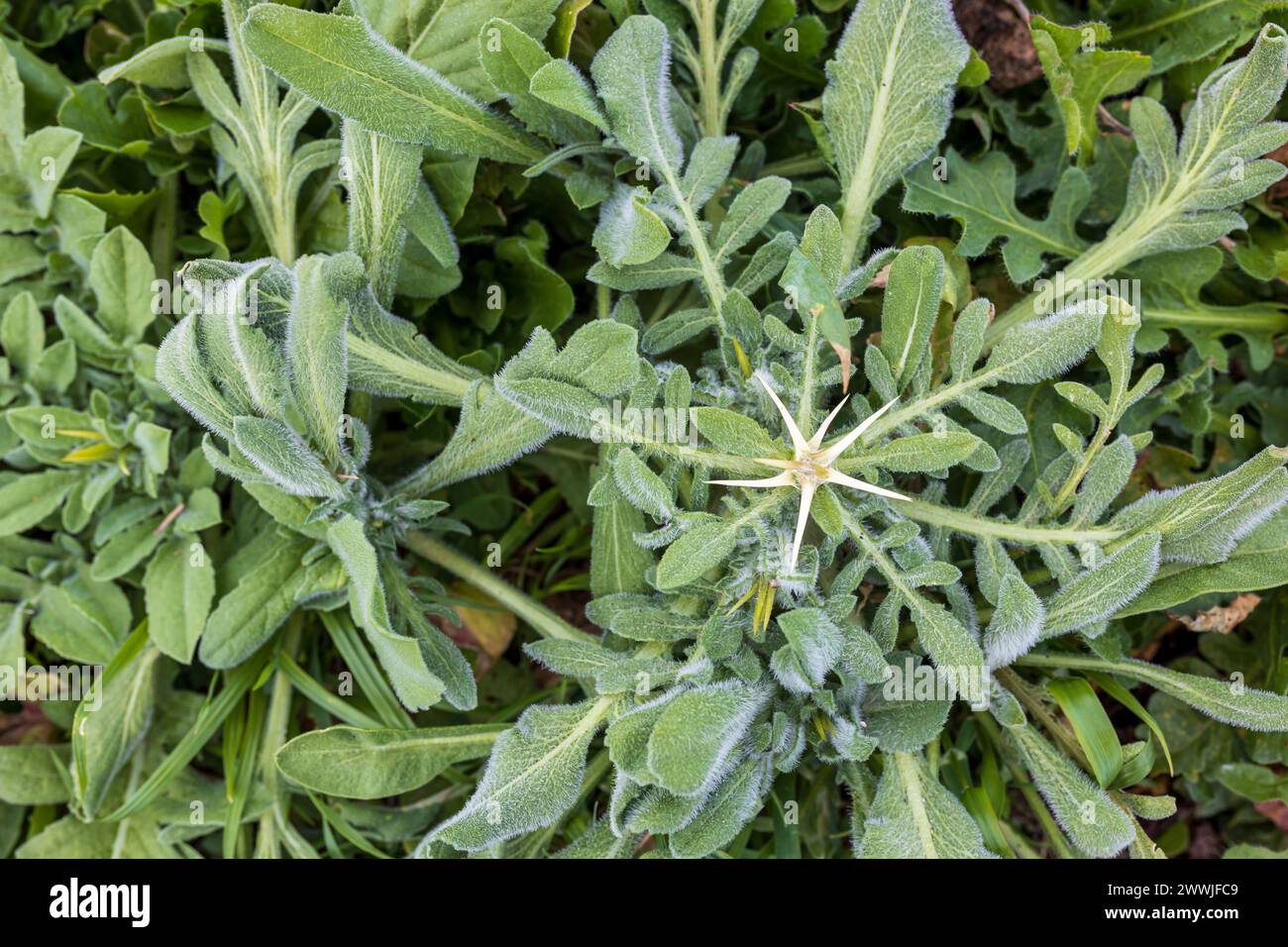 Centaurea calcitrapa is a species of flowering plant known by several common names, including red star-thistle and purple star thistle. Stock Photo