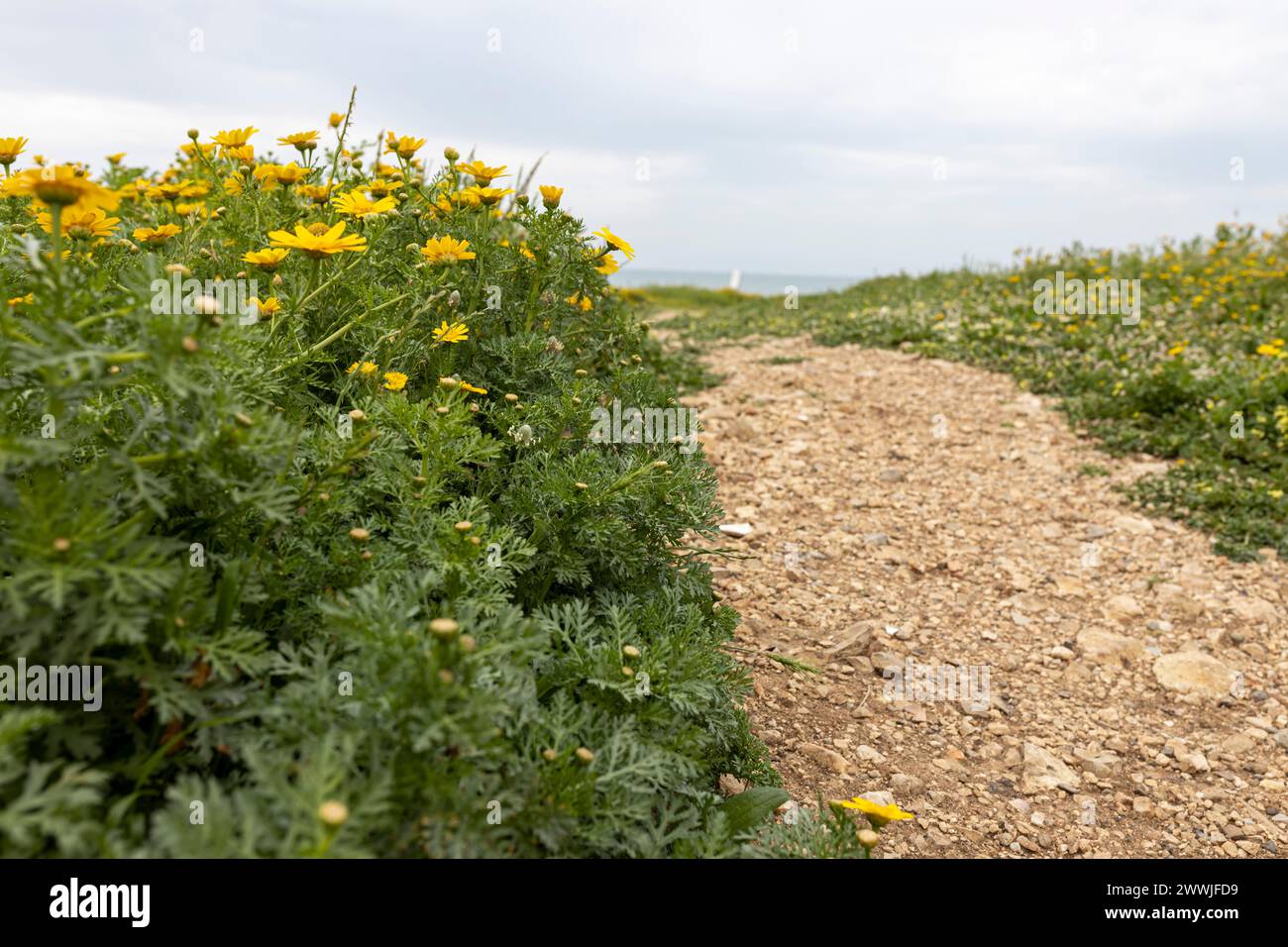 Thickets of calendula in the gorge in spring. Israeli flora. Stock Photo