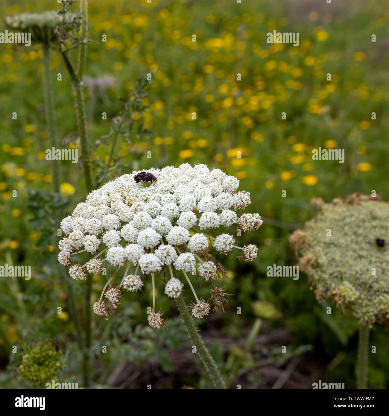 Daucus carota, whose common names include wild carrot, European wild carrot, bird's nest, bishop's lace, and Queen Anne's lace, is a flowering plant i Stock Photo