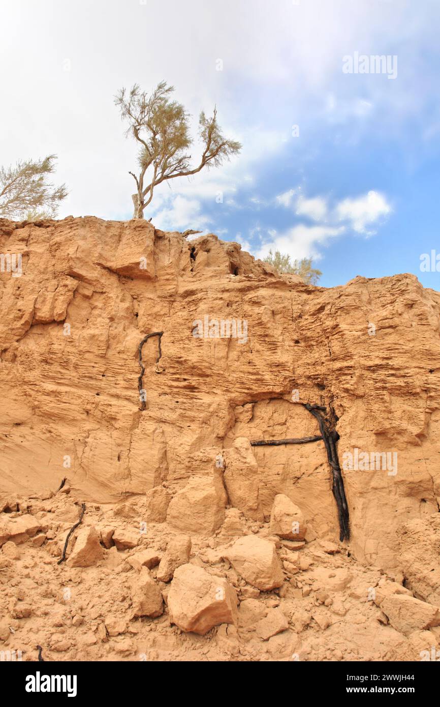 Saxaul tree on mongolian Desert Gobi Stock Photo