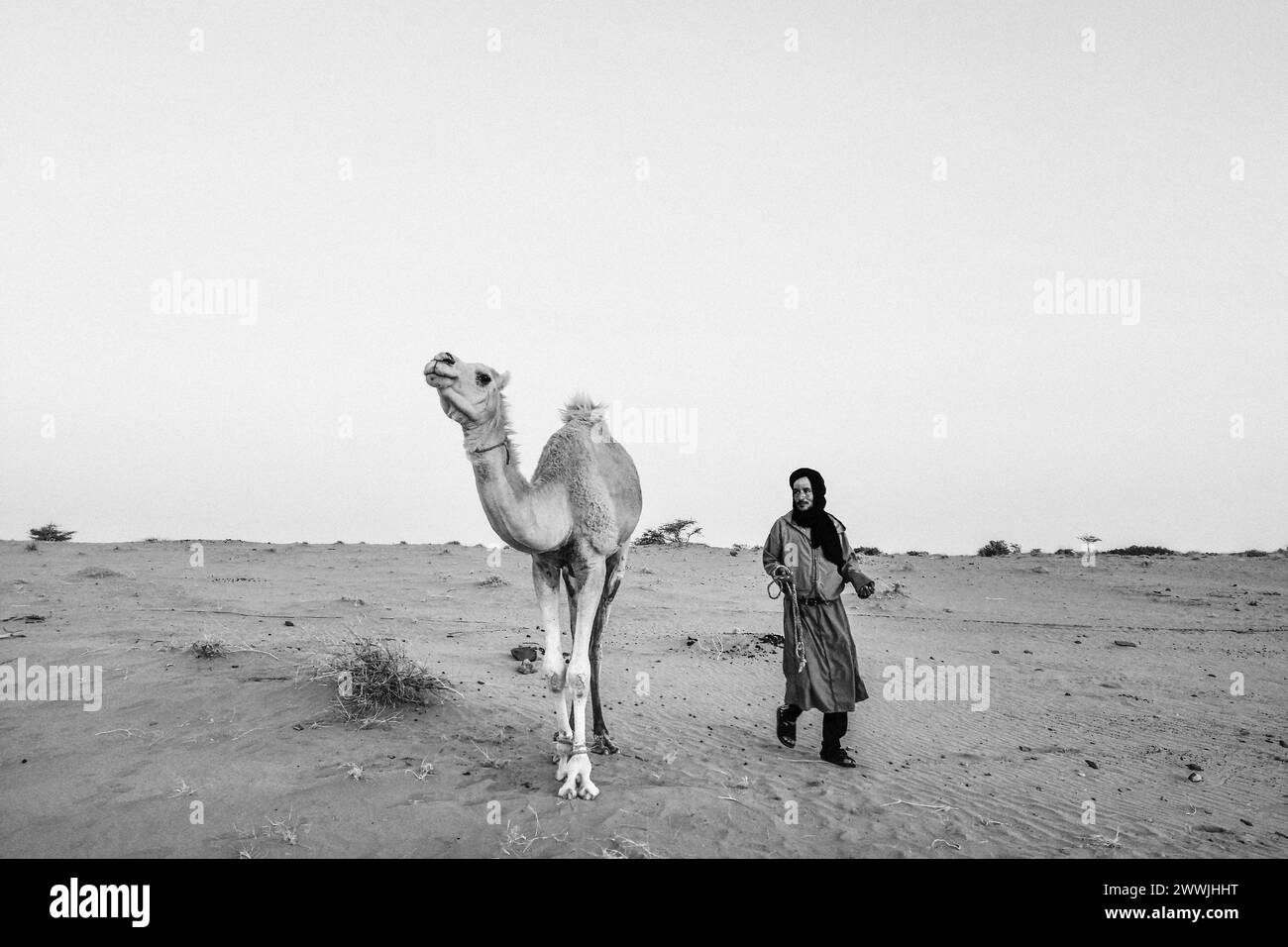 Mauritania, Surroundings of M'Hareth, camel drive, daily life Stock Photo