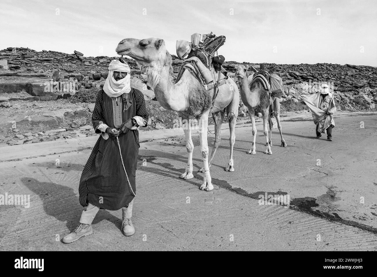 Mauritania, M'Hareth oasi, camel caravan Stock Photo