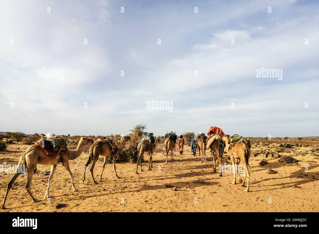 Mauritania, Surroundings of M'Hareth, camel drivers and camel caravan Stock Photo