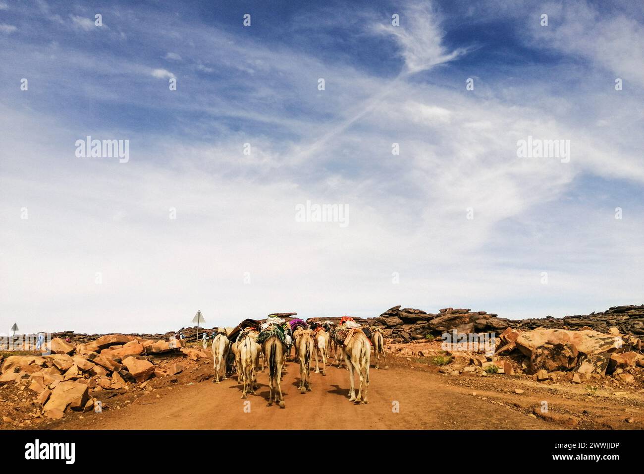 Mauritania, M'Hareth oasi, camel caravan Stock Photo