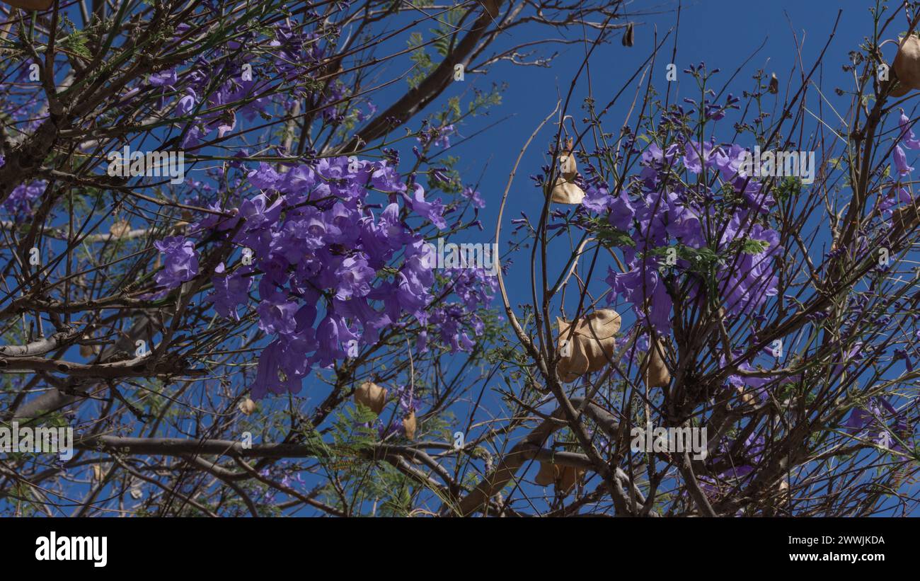 Fresh bloom aesthetic hi-res stock photography and images - Alamy
