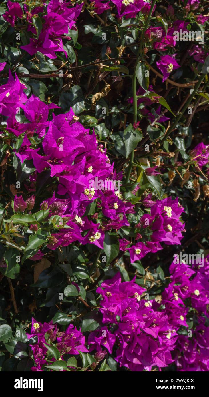 Vibrant purple blooms, lush green backdrop, sunny ambiance Stock Photo ...