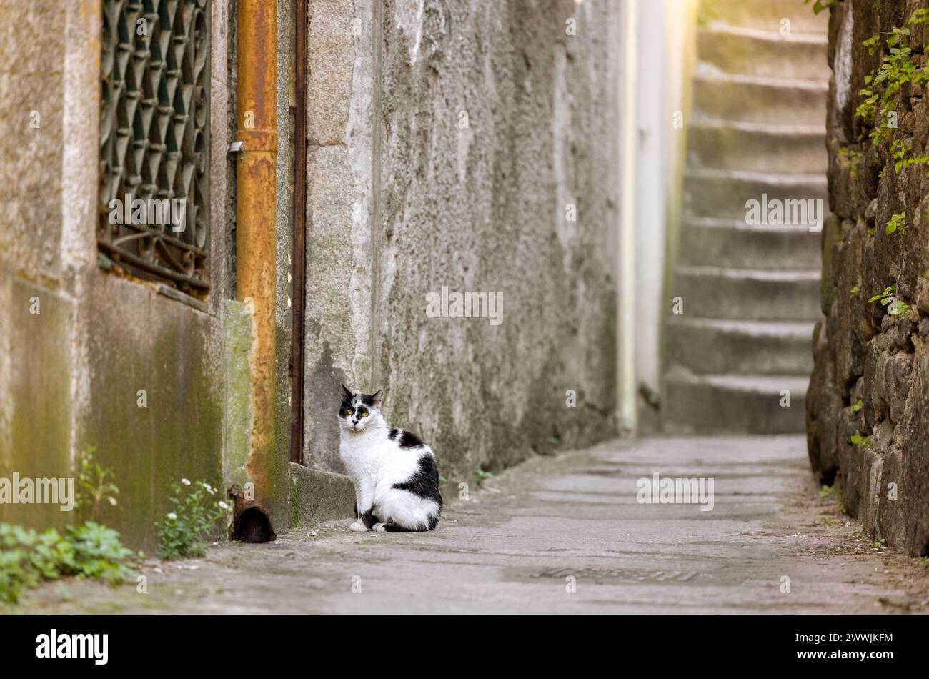 A black and white cat sitting in a stone alley in Portugal. Stock Photo