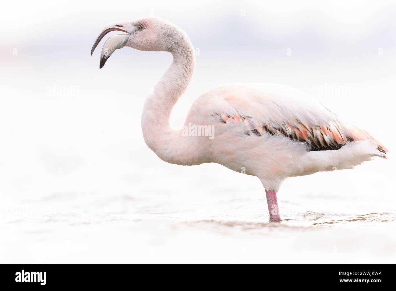 Greater flamingo (Phoenicopterus roseus) calling. Stock Photo