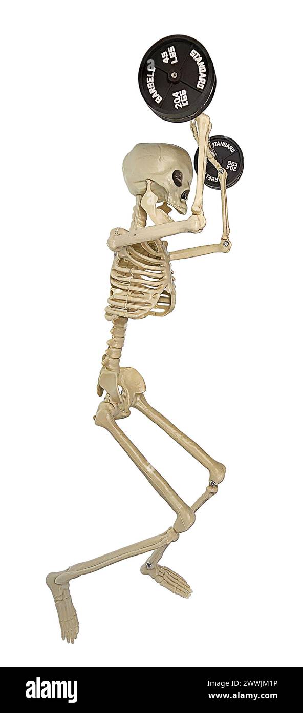 A skeleton lifting a set of weights used for weight lifting side view Stock Photo