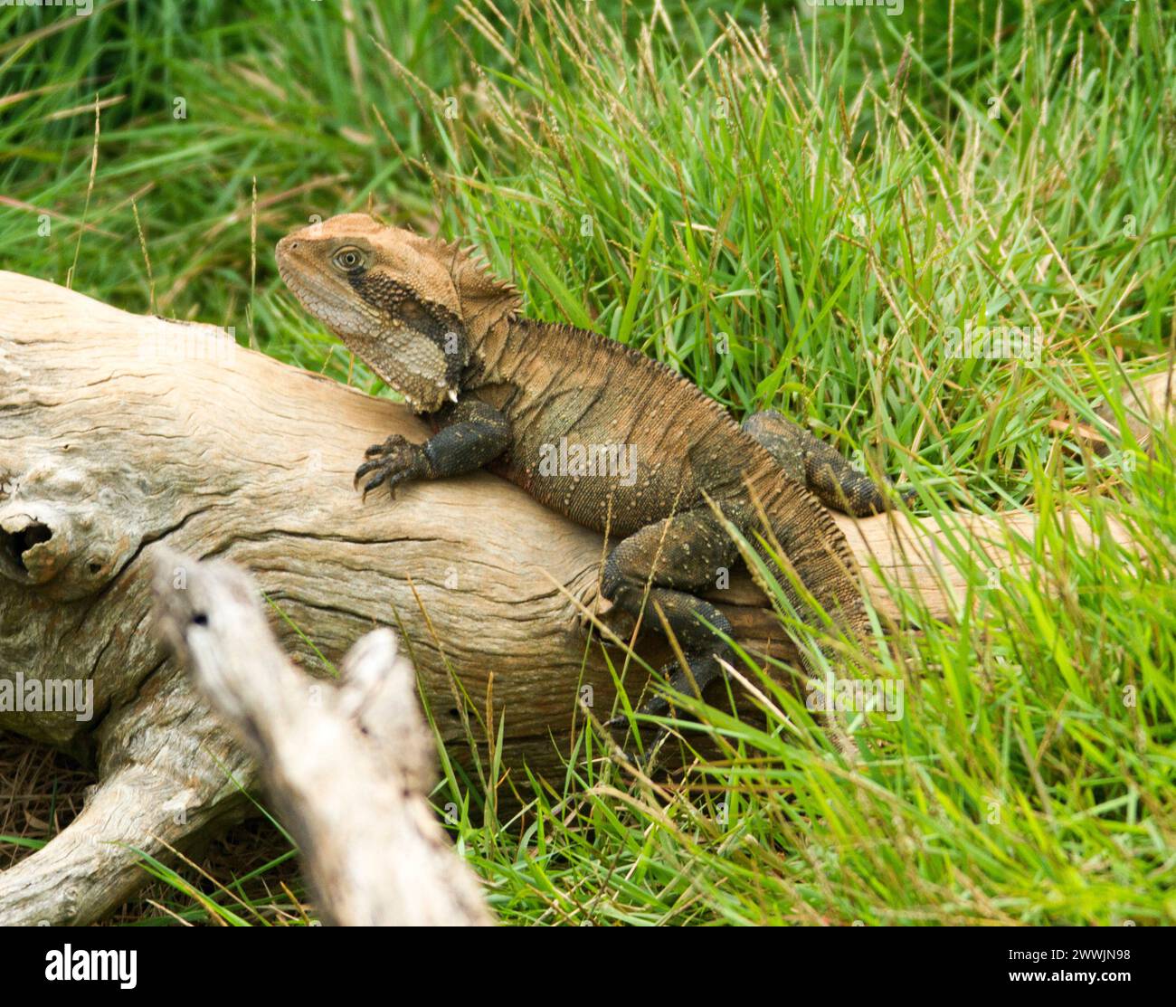 Eastern Water Dragon, Physignathus lesueurii, an Australian lizard, sunbathing on a log hemmed with emerald green grass in an urban park in Queensland. Stock Photo