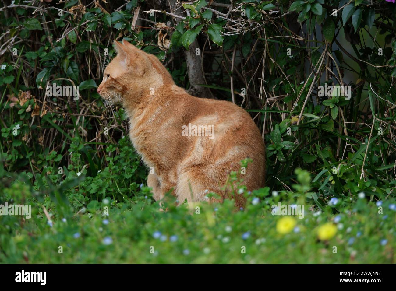 ginger cat sitting on the green grass in the garden in summer Stock Photo