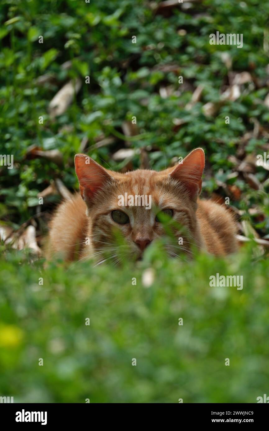 ginger cat sitting on the green grass in the garden in summer Stock Photo