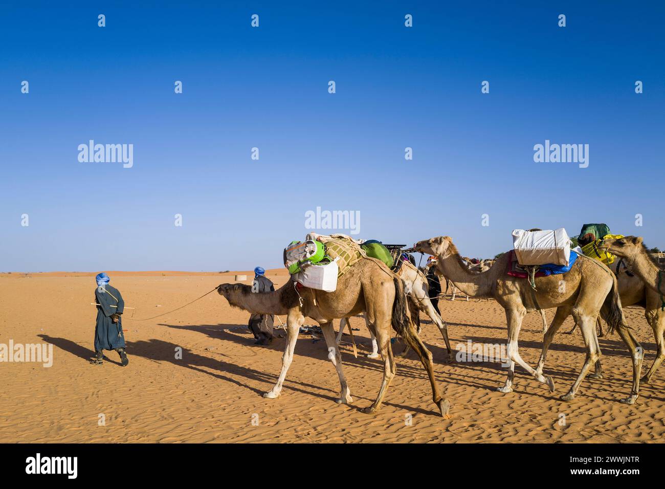 Mauritania, surroundings of Chinguetti, camel caravan Stock Photo