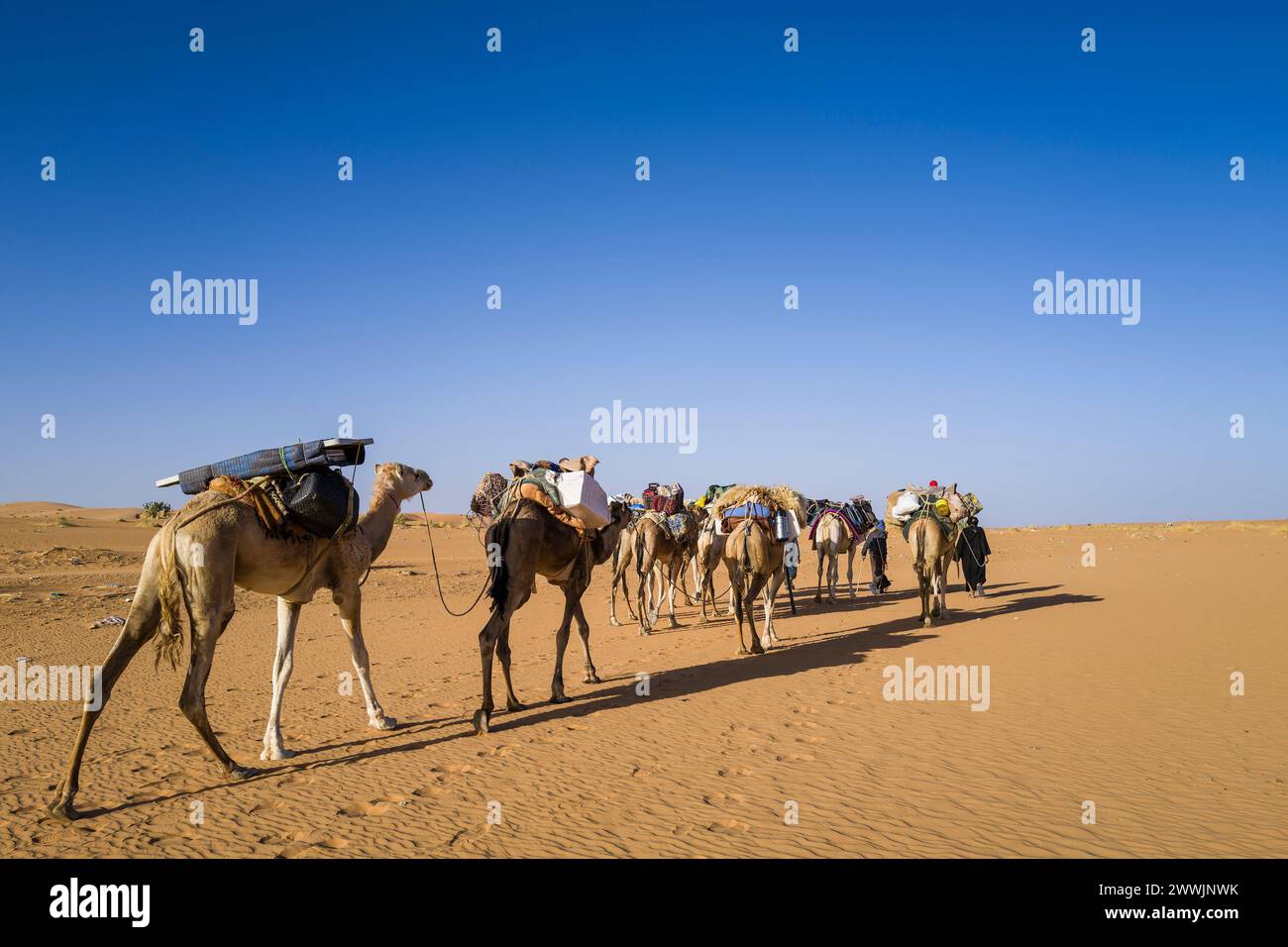 Mauritania, surroundings of Chinguetti, camel caravan Stock Photo