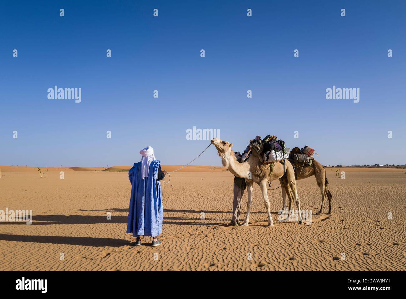 Mauritania, surroundings of Chinguetti, camel caravan Stock Photo